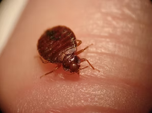 Bed Bug Eradication